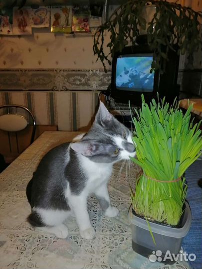 Котенок