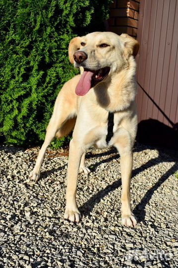 Щенок мальчик Гелик 8 мес