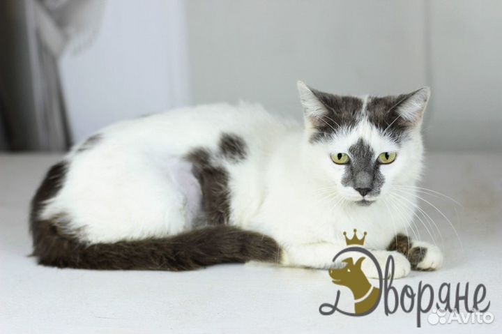 Красивейшая кошечка Мелания