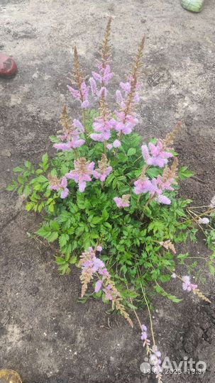 Цветы садовые астильба