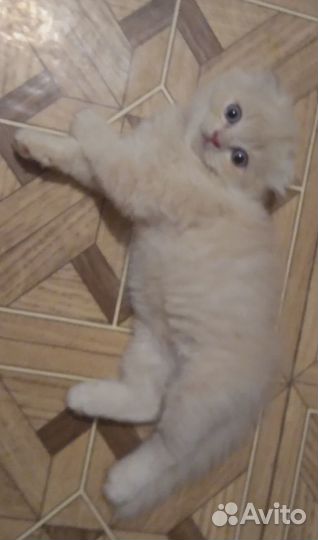 Шотландские мальчики