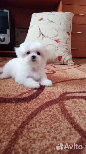 Щенки мальтезе