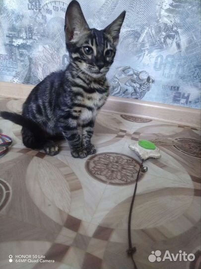 Бенгальский котик