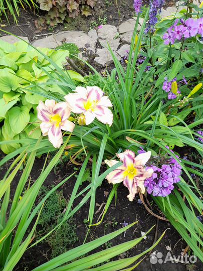 Продам лилейники