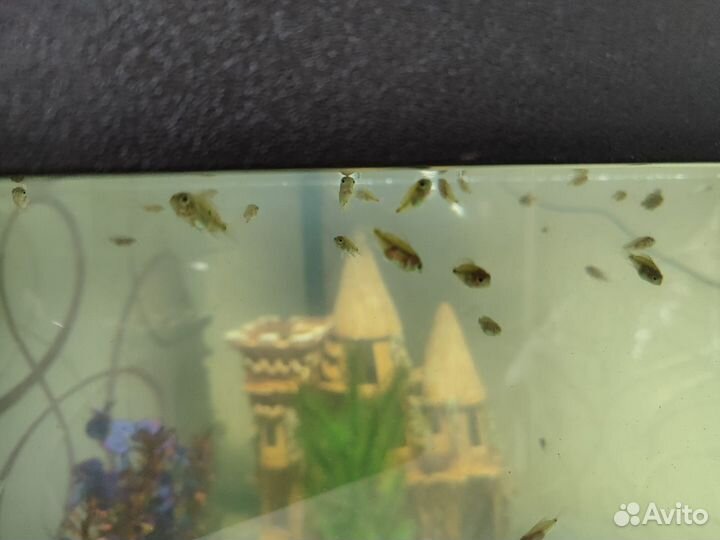 Акара бирюзовая