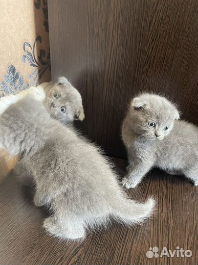 Шотландские вислоухие котята