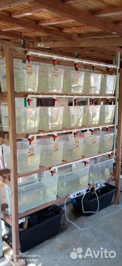 Маточник с малешником для креветок или раков аккр