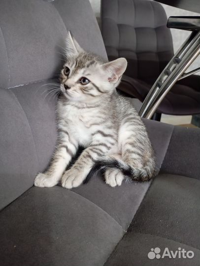 Отдам кота 2 месяца (6 Июля) о