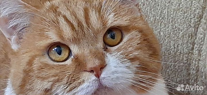 Кот шотландец вязка