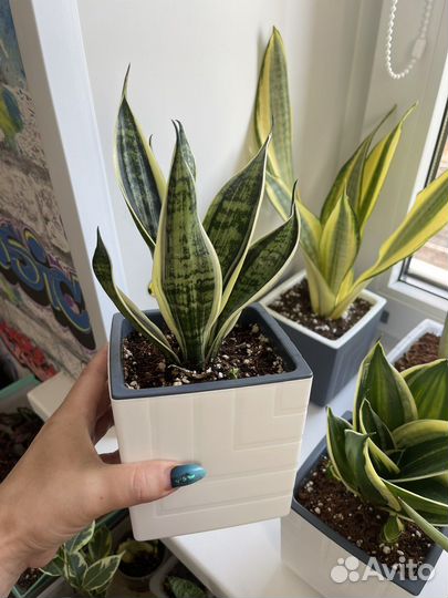 Сансевиерия Асахи, Фишери