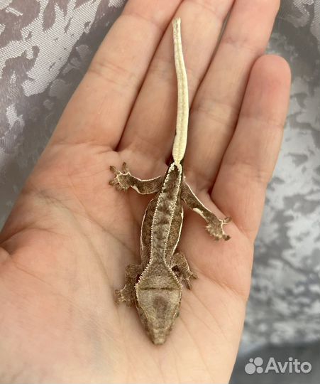 Реснитчатый бананоед Phantom Lilly White