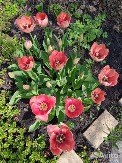 Тюльпаны луковицы