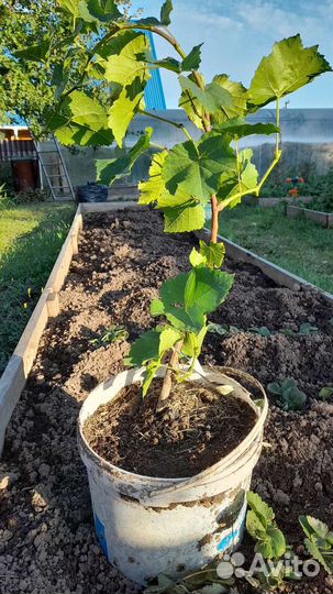 Саженцы винограда Кристалл и Лион Мийо