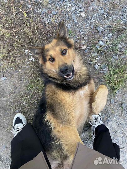 Пёс в добрые руки (кобель)