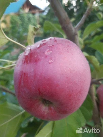 Саженцы яблонь, груш, черешни