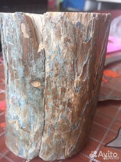 Бивень мамонта фрагмент