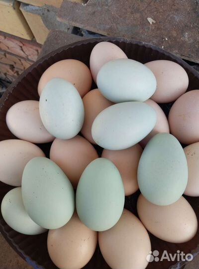 Инкубационное и столовые яйца