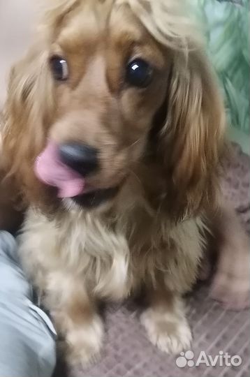 Кокер спаниель