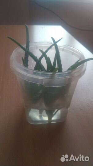 Алоэ росточки