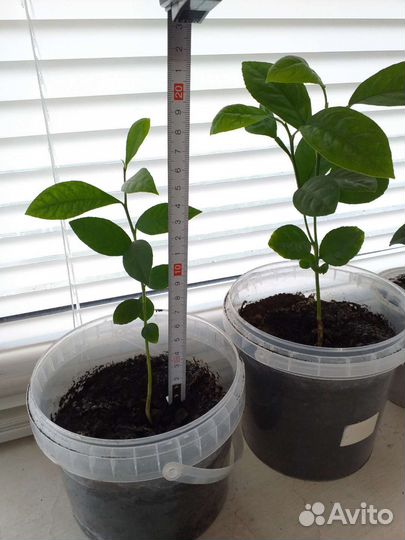 Лимонное деревце