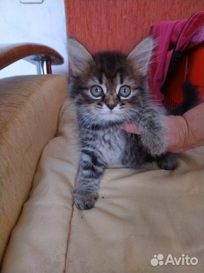 Котята ищут хозяев