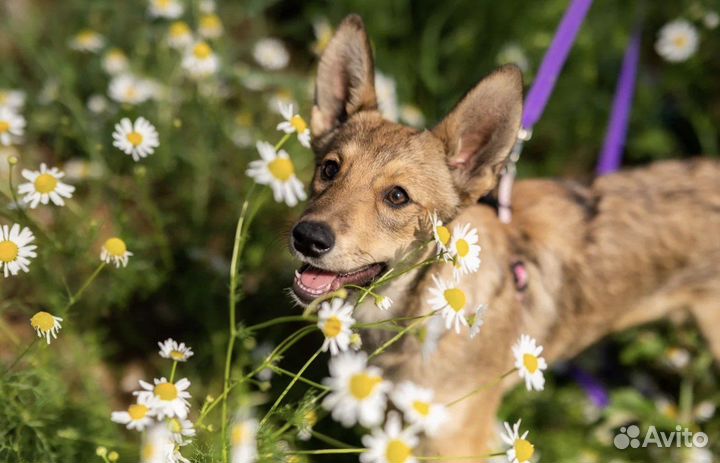 Щенок в добрые руки