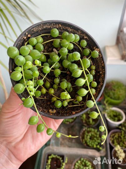 Крестовник Роули зелёный, вариегатный, Херре