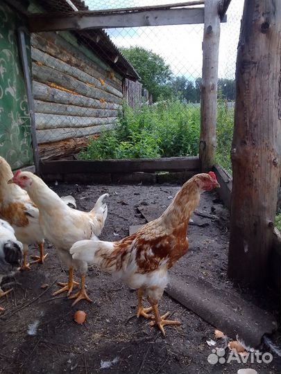 Молодые петухи