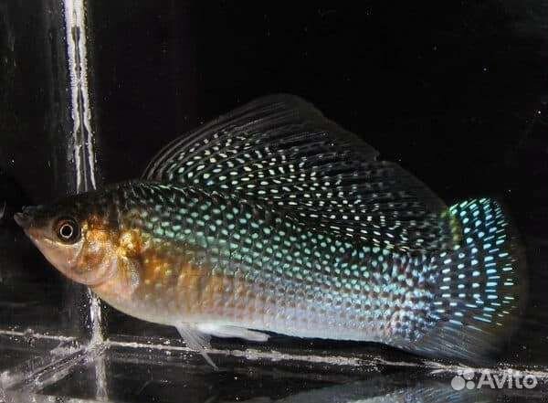 Молинезии вуалифер