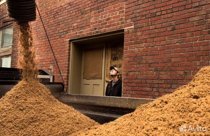 Пивная дробина