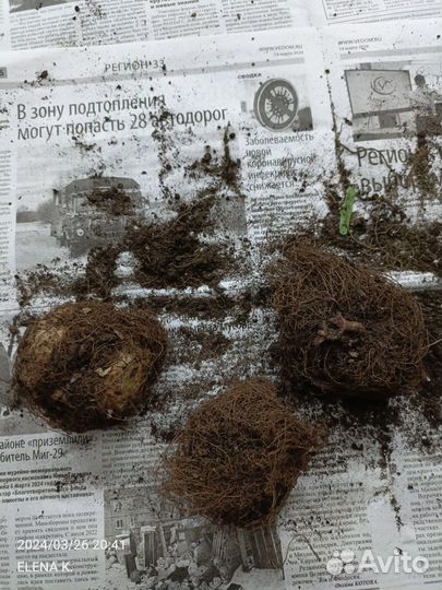 Глоксиния клубни