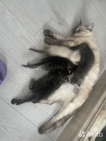 Кошки в добрые руки