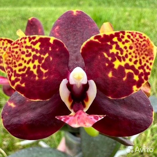 Орхидея Лава
