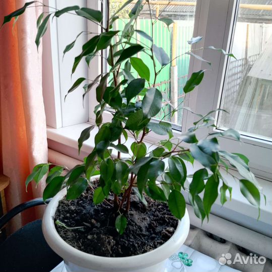 Бенджамина