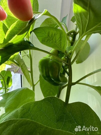 Рассада перцев, помидор