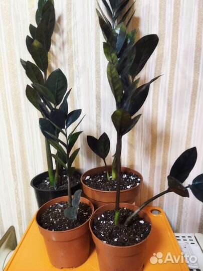 Замиокулькас черный равен