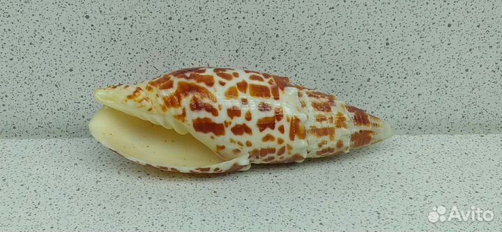 Митра Папалис 6,7 морская ракушка раковина