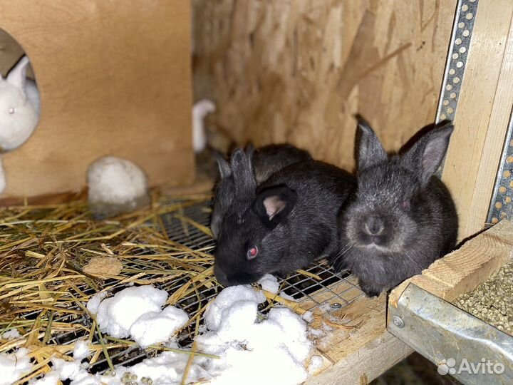 Крольчата