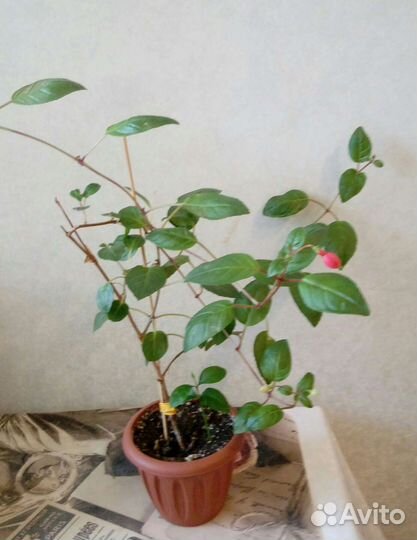 Комнатные растения: фуксии и фиалка