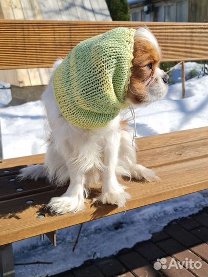 Шапочка снуд для кавалер кинг чарльз спаниелей