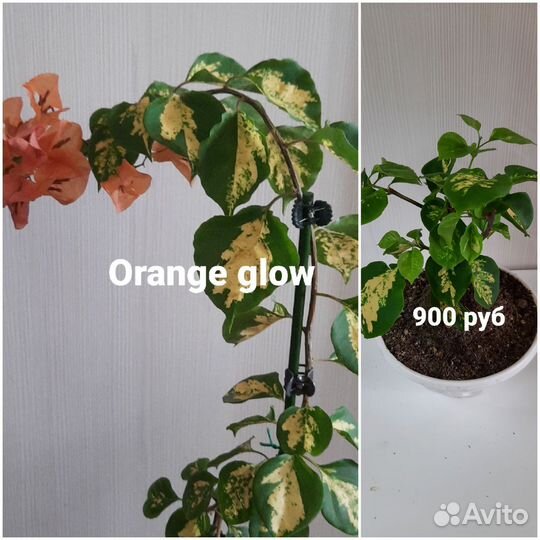 Бугенвиллии кусты