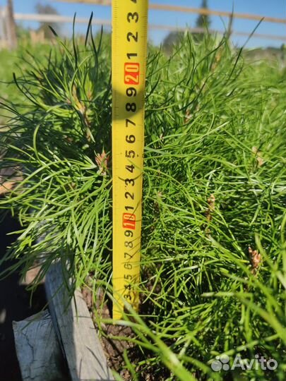 Сеянцы ели зкс от производителя