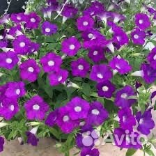 Петуния Blanket rose,violet