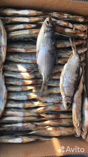 Тарань вяленая от производителя