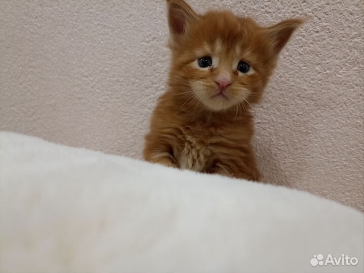Котята мейн-кун