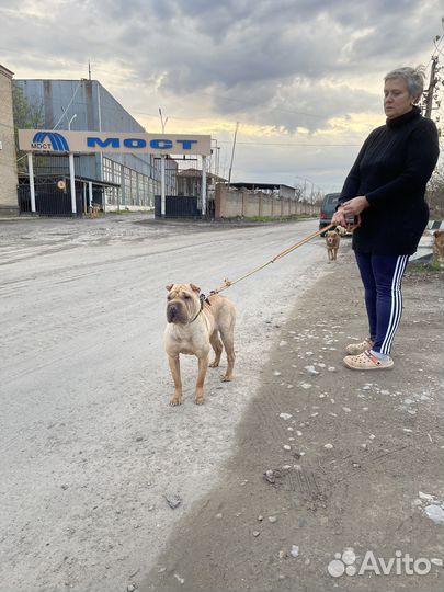 Найдена собака