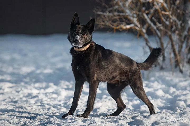 Сириус - черный пёс, собака в добрые руки