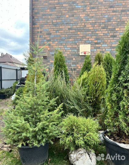 Можжевельник Блю Эрроу из питомника с доставкой