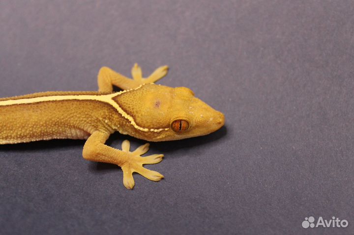 Полосатый геккон - Gekko vittatus