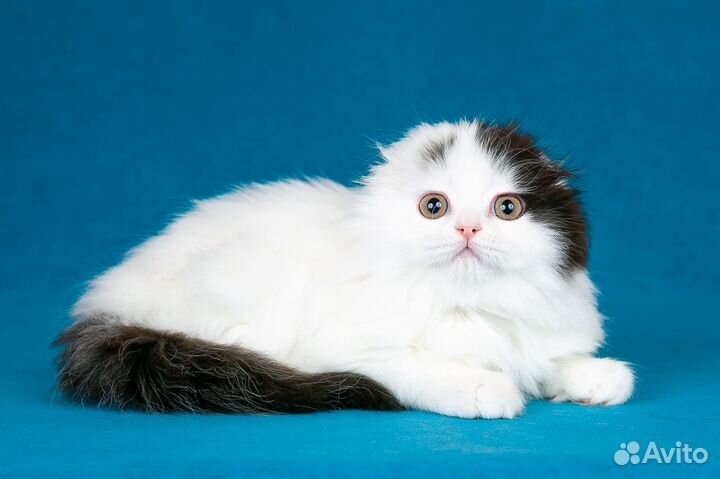 Шотландский котенок. Мальчик